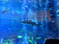 CHR 1259 : Kreuzfahrt, Urlaub, Dubai mit Katar & Oman mit Mein Schiff 5