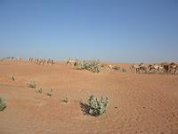 MEL 0174 : Dubai mit Katar & Oman mit Mein Schiff 5, Dubai, Urlaub, Kreuzfahrt