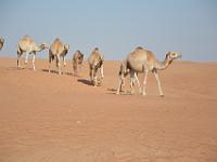 MEL 0178 : Dubai mit Katar & Oman mit Mein Schiff 5, Dubai, Urlaub, Kreuzfahrt
