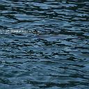 CHR_2584