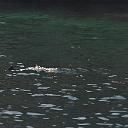 CHR_2593