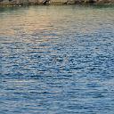 CHR_2793