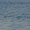 CHR_2823