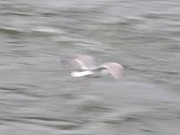 CHR 8554 : Kreuzfahrt, Orte, Ostsee Baltikum 2016 mit Danzig mit Mein Schiff 4, Tallinn, Urlaub