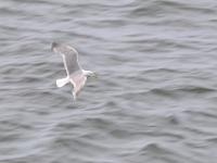 CHR 8555 : Kreuzfahrt, Orte, Ostsee Baltikum 2016 mit Danzig mit Mein Schiff 4, Tallinn, Urlaub