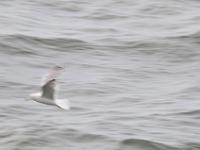 CHR 8556 : Kreuzfahrt, Orte, Ostsee Baltikum 2016 mit Danzig mit Mein Schiff 4, Tallinn, Urlaub