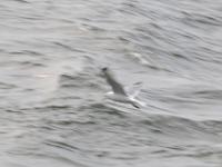 CHR 8557 : Kreuzfahrt, Orte, Ostsee Baltikum 2016 mit Danzig mit Mein Schiff 4, Tallinn, Urlaub