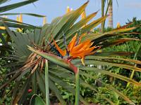 Blumen